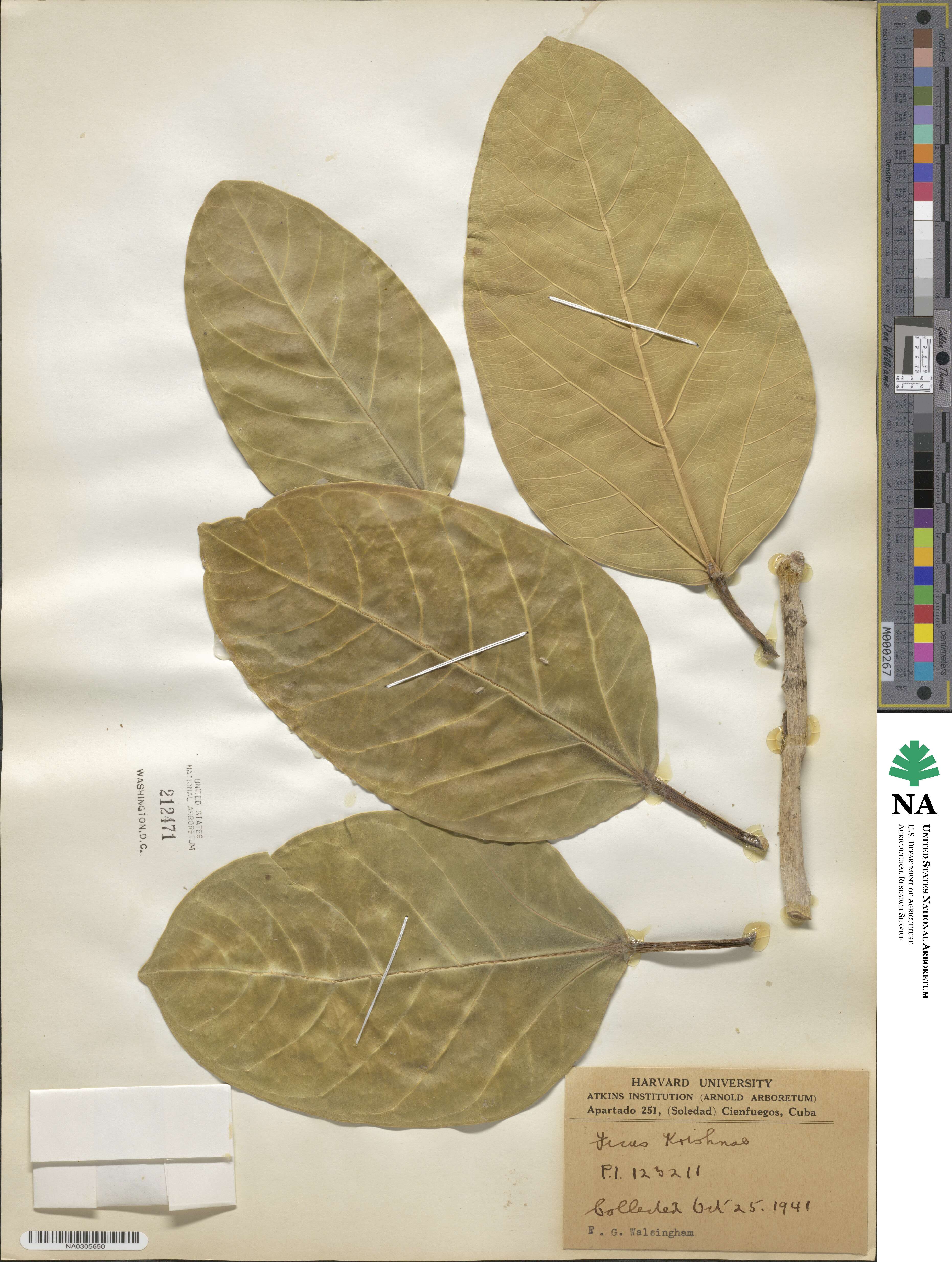 Ficus benghalensis var. krishnae image