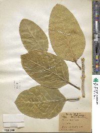 Ficus benghalensis var. krishnae image