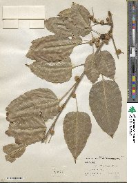 Ficus lacor image