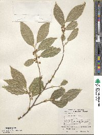 Ficus lacor image