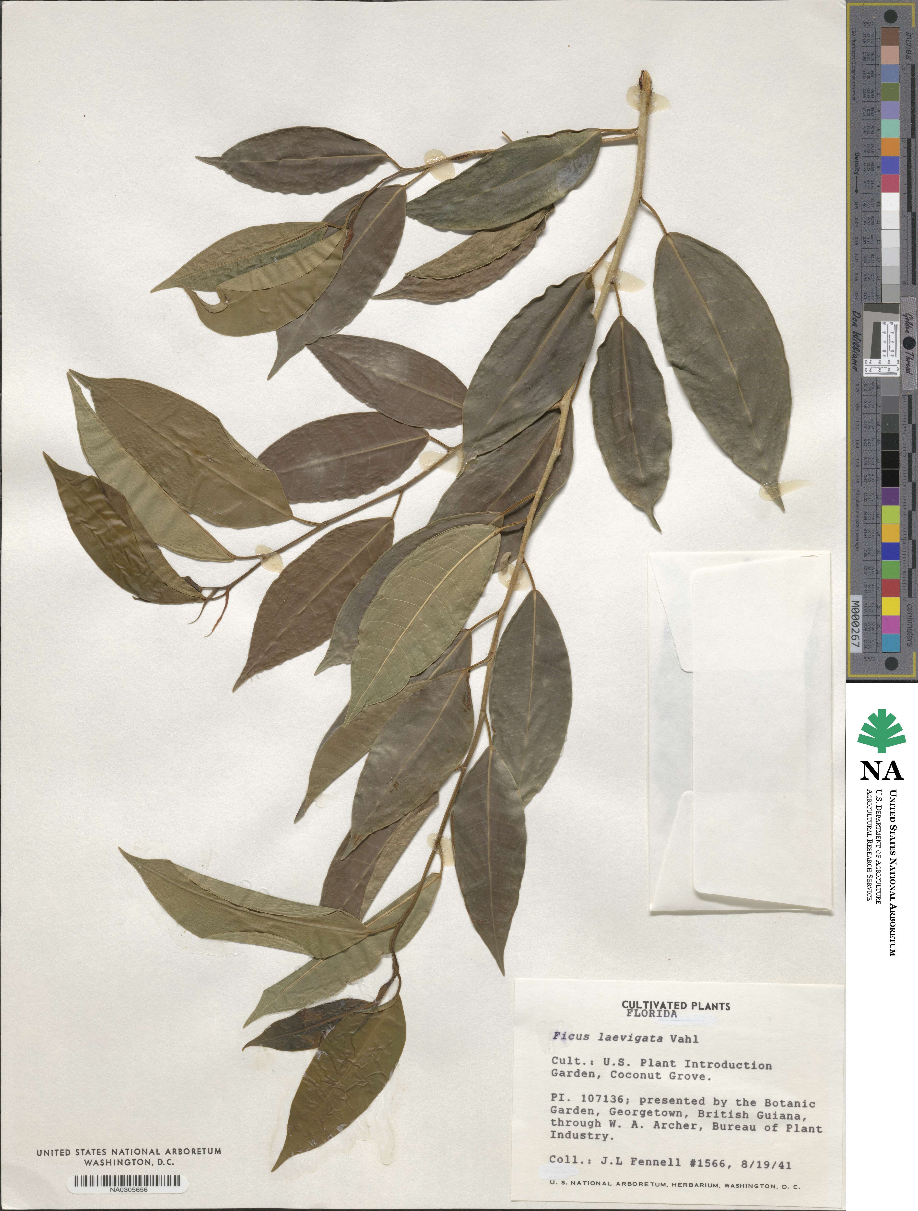 Ficus laevigata image