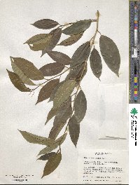 Ficus laevigata image