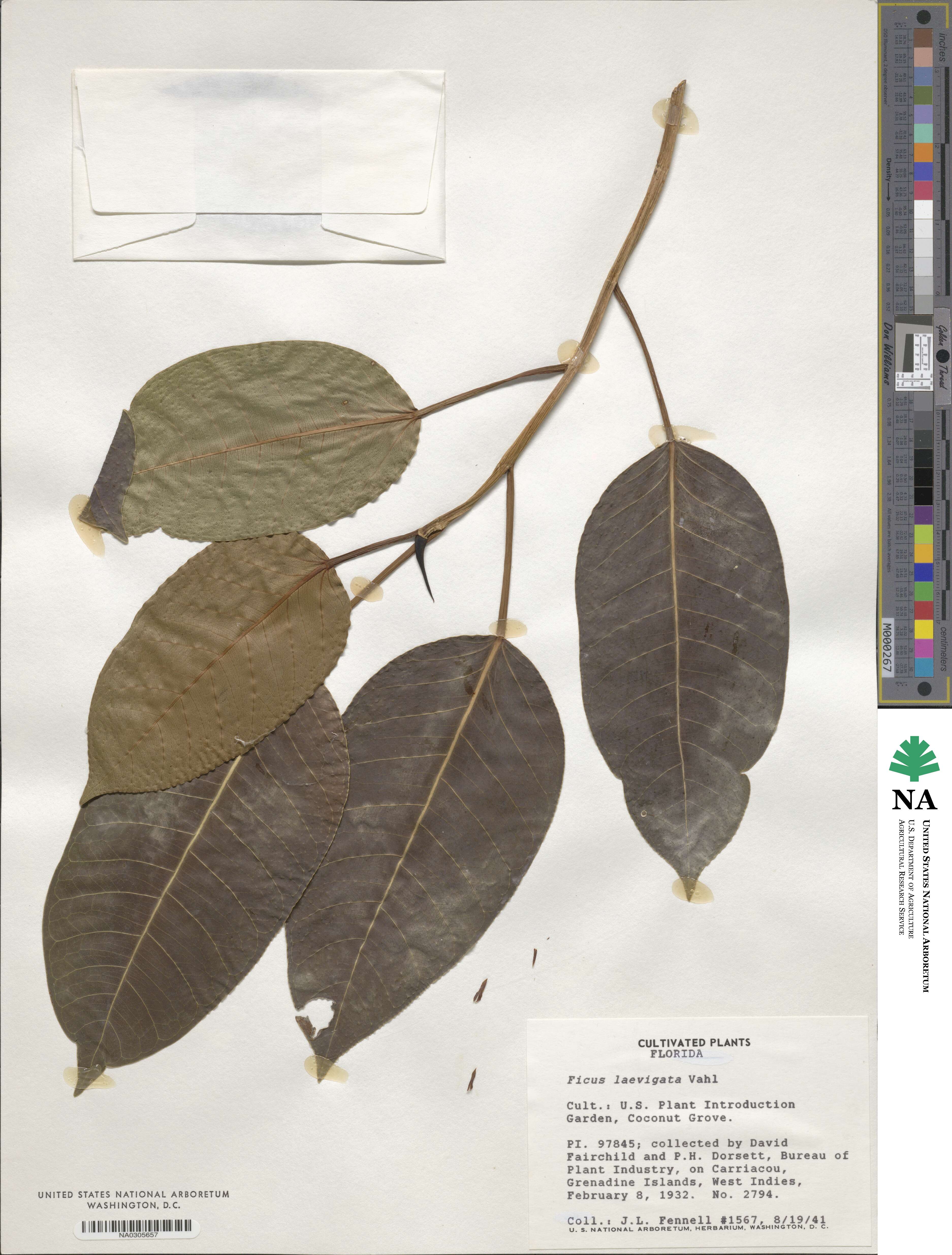 Ficus laevigata image