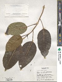 Ficus laevigata image