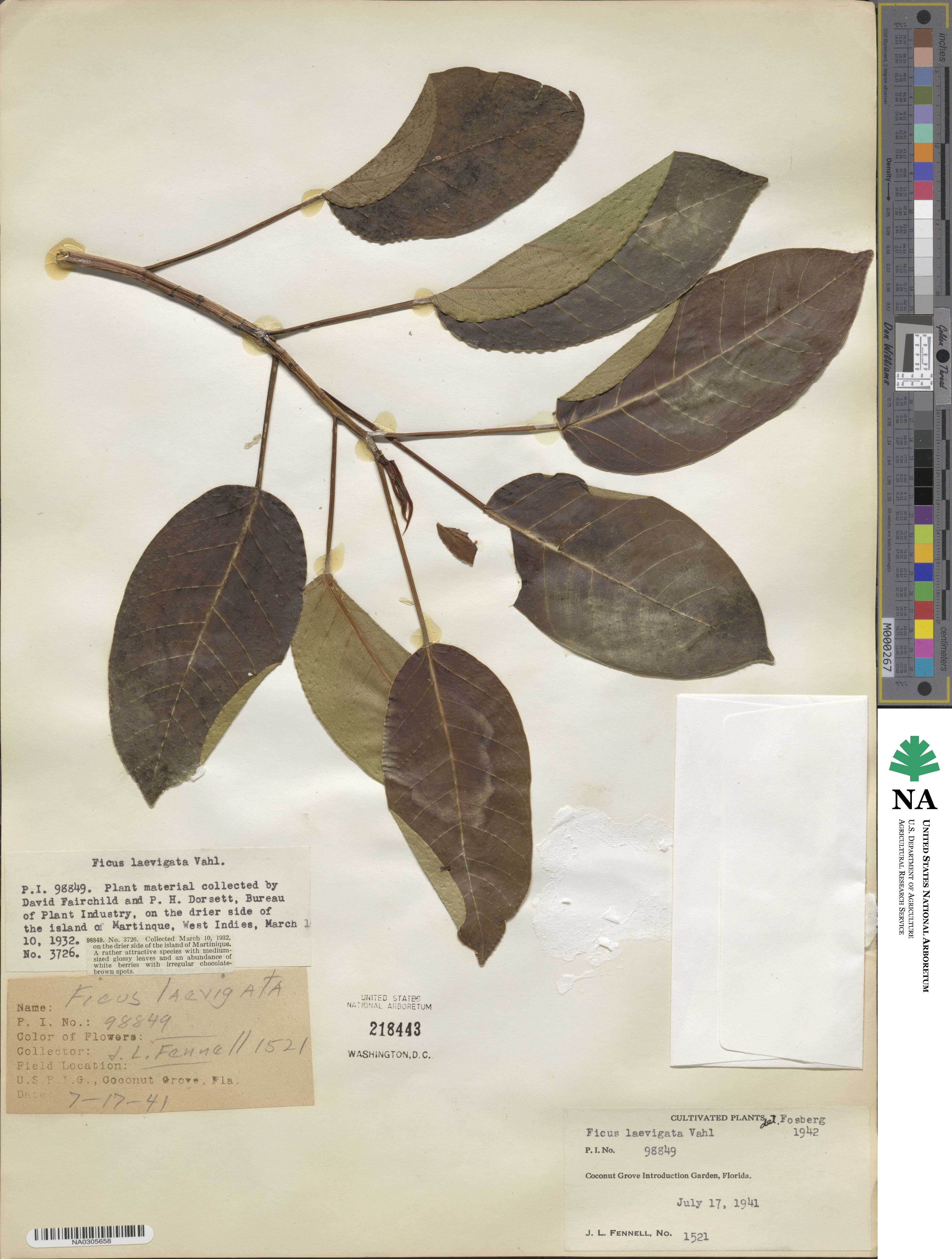 Ficus laevigata image