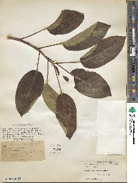 Ficus laevigata image