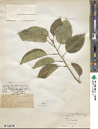 Ficus laevigata image