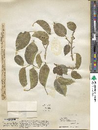 Ficus laevigata image