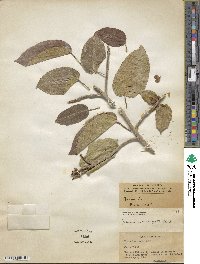 Ficus laevigata image