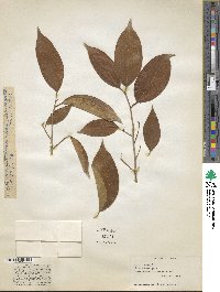 Ficus laevigata image