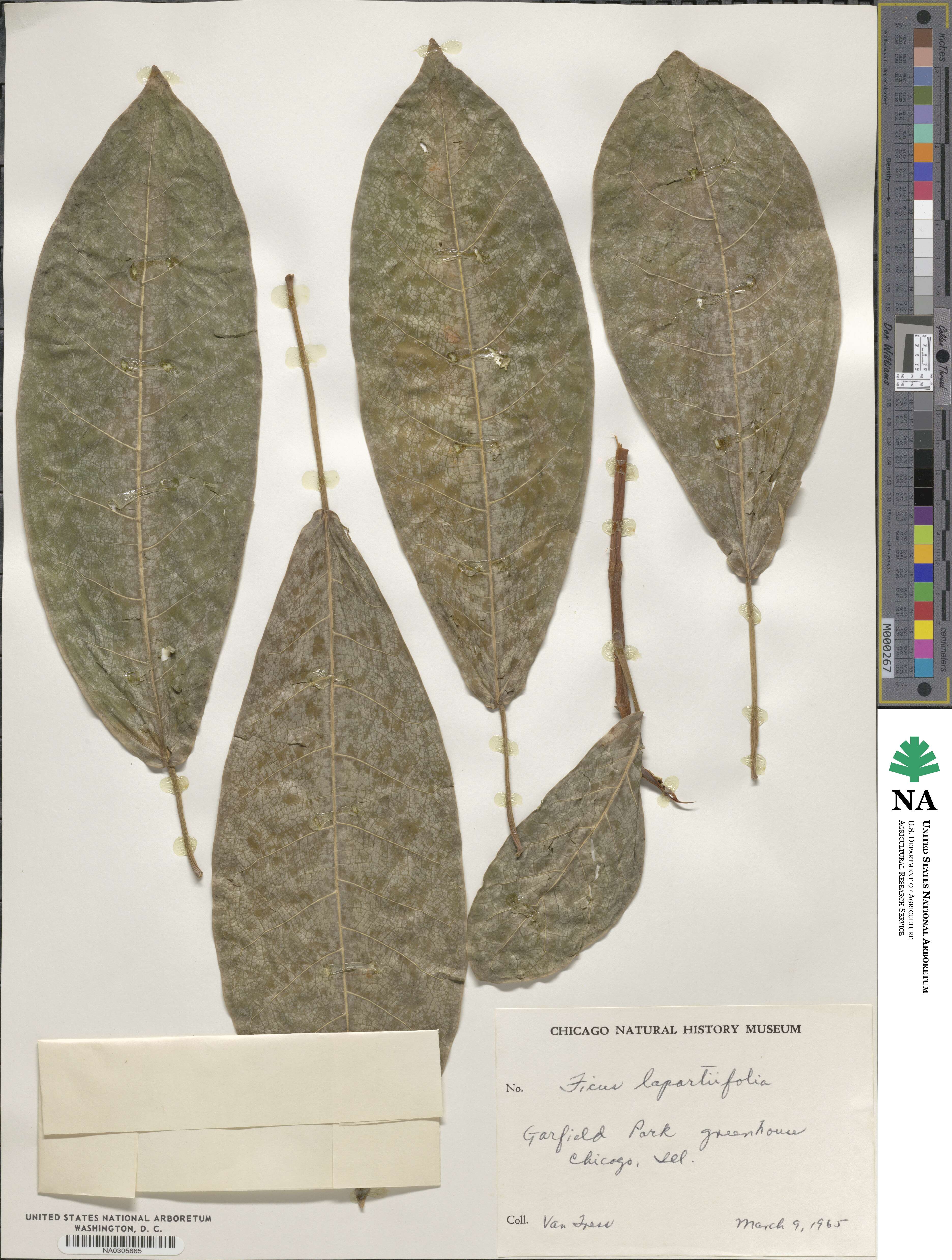 Ficus lapathifolia image