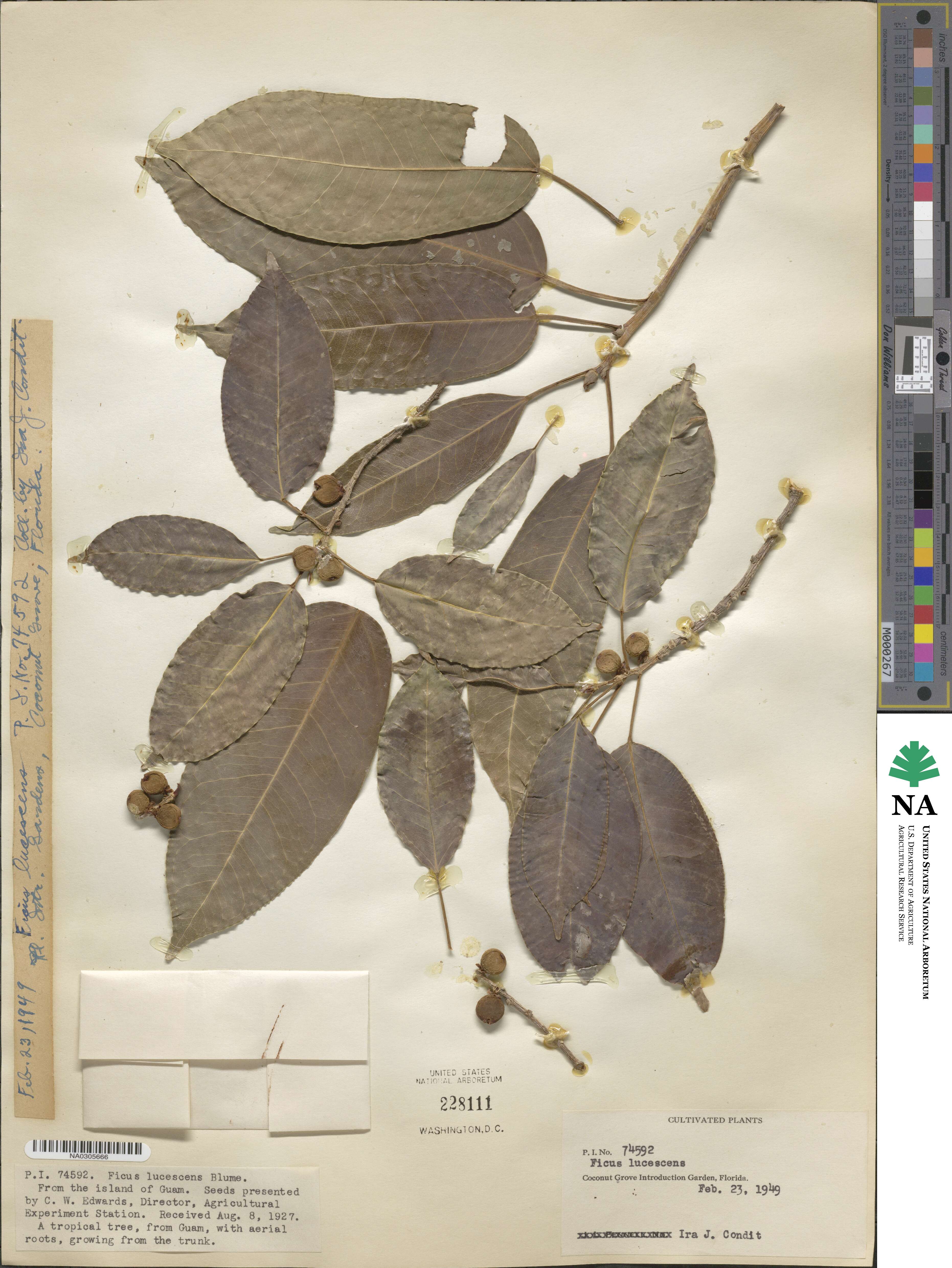 Ficus lucescens image