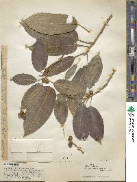 Ficus lucescens image