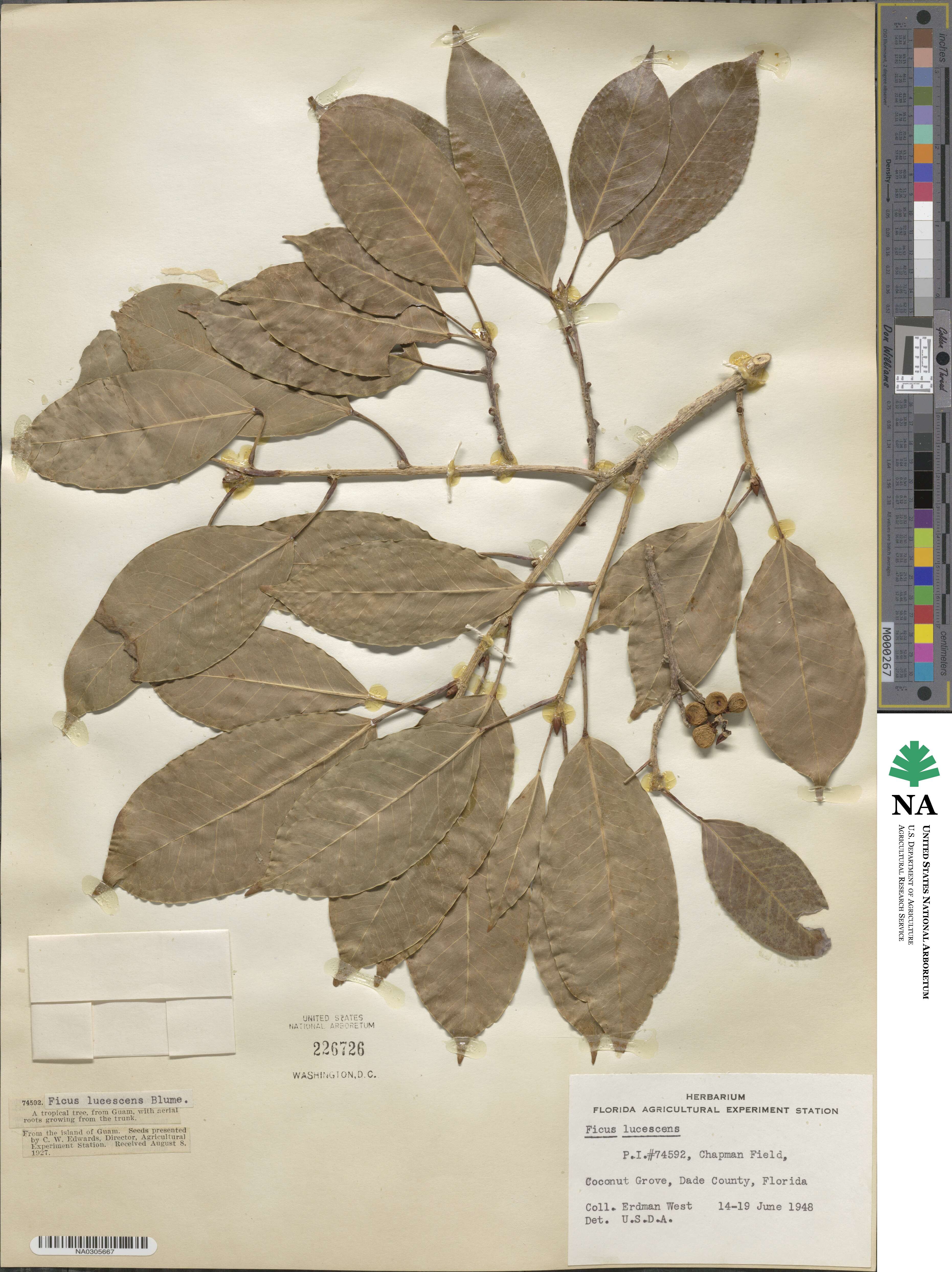 Ficus lucescens image