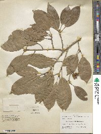 Ficus lucescens image