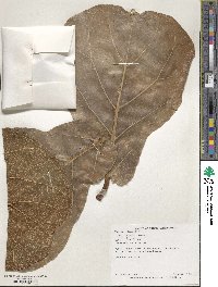 Ficus lyrata image