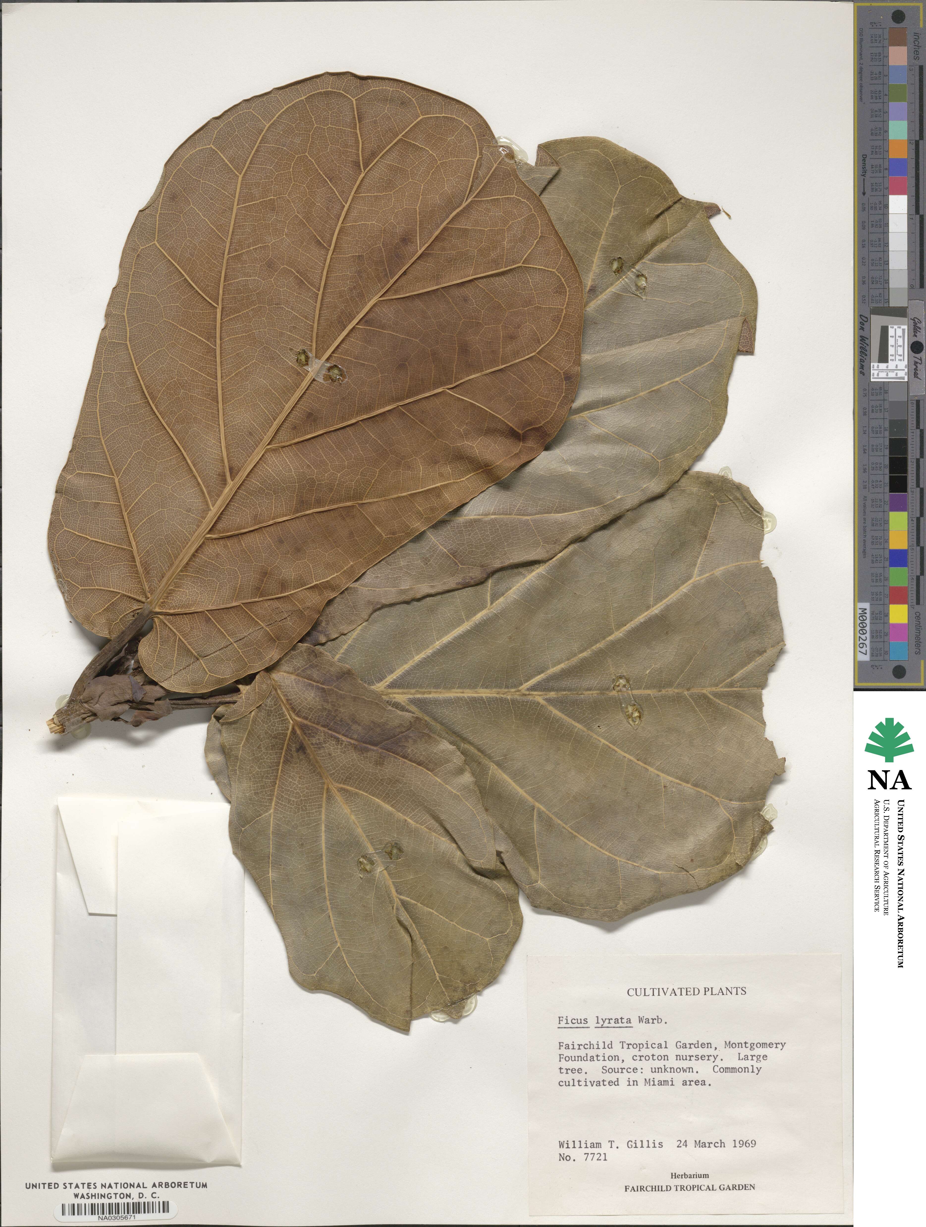 Ficus lyrata image