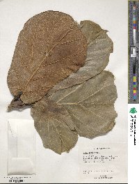 Ficus lyrata image