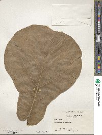 Ficus lyrata image