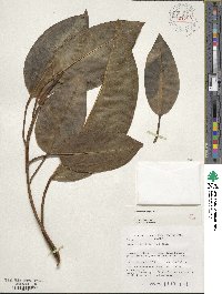 Ficus macrophylla image