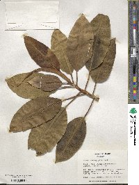 Ficus macrophylla image