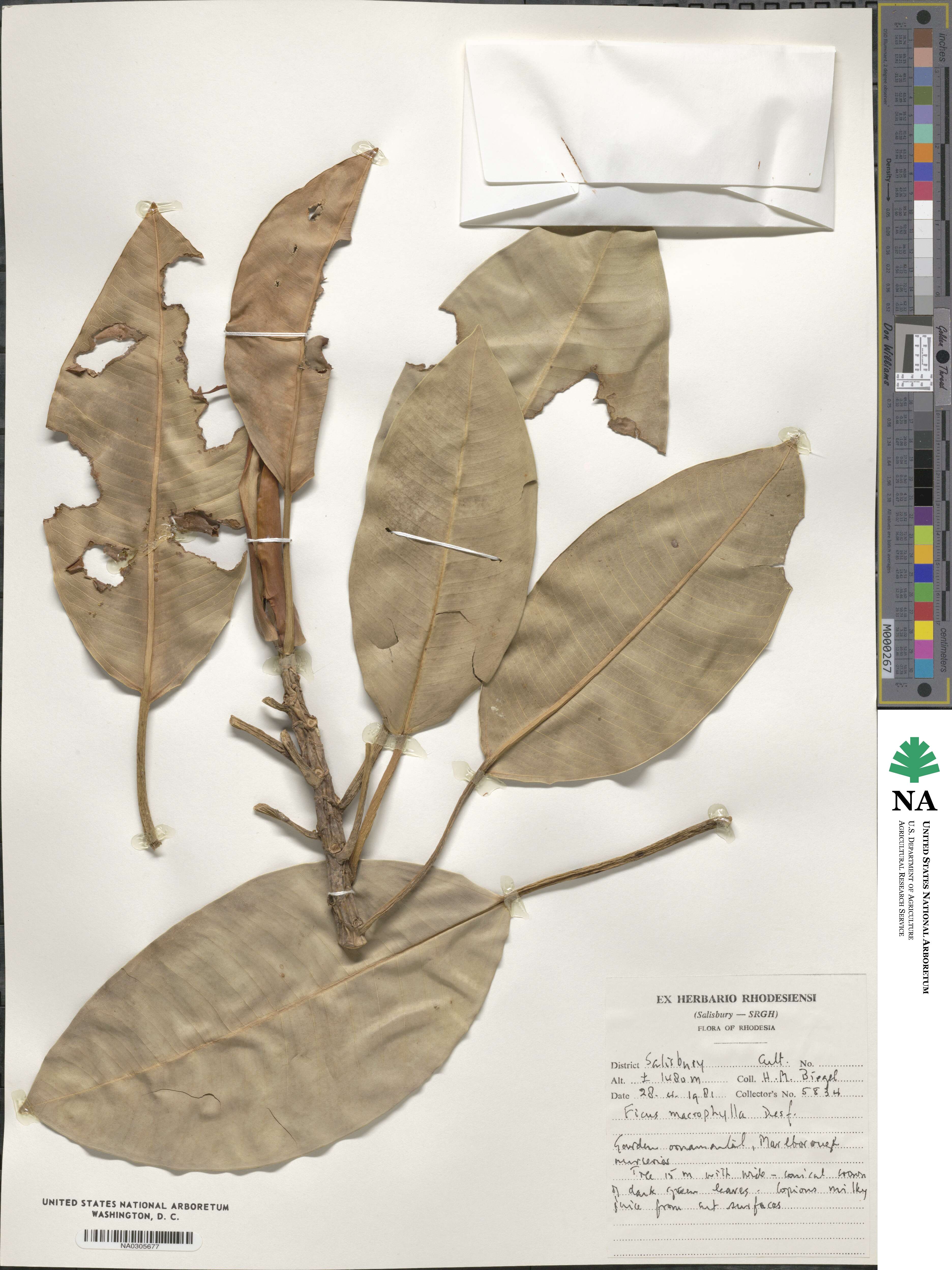 Ficus macrophylla image