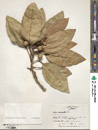 Ficus macrophylla image
