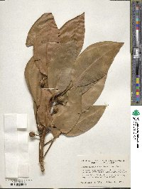 Ficus macrophylla image