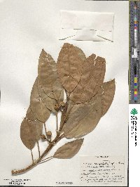 Ficus macrophylla image