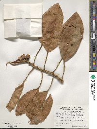 Ficus macrophylla image