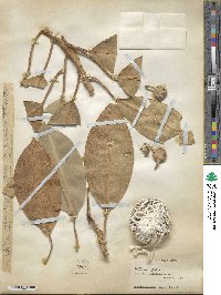 Ficus macrophylla image