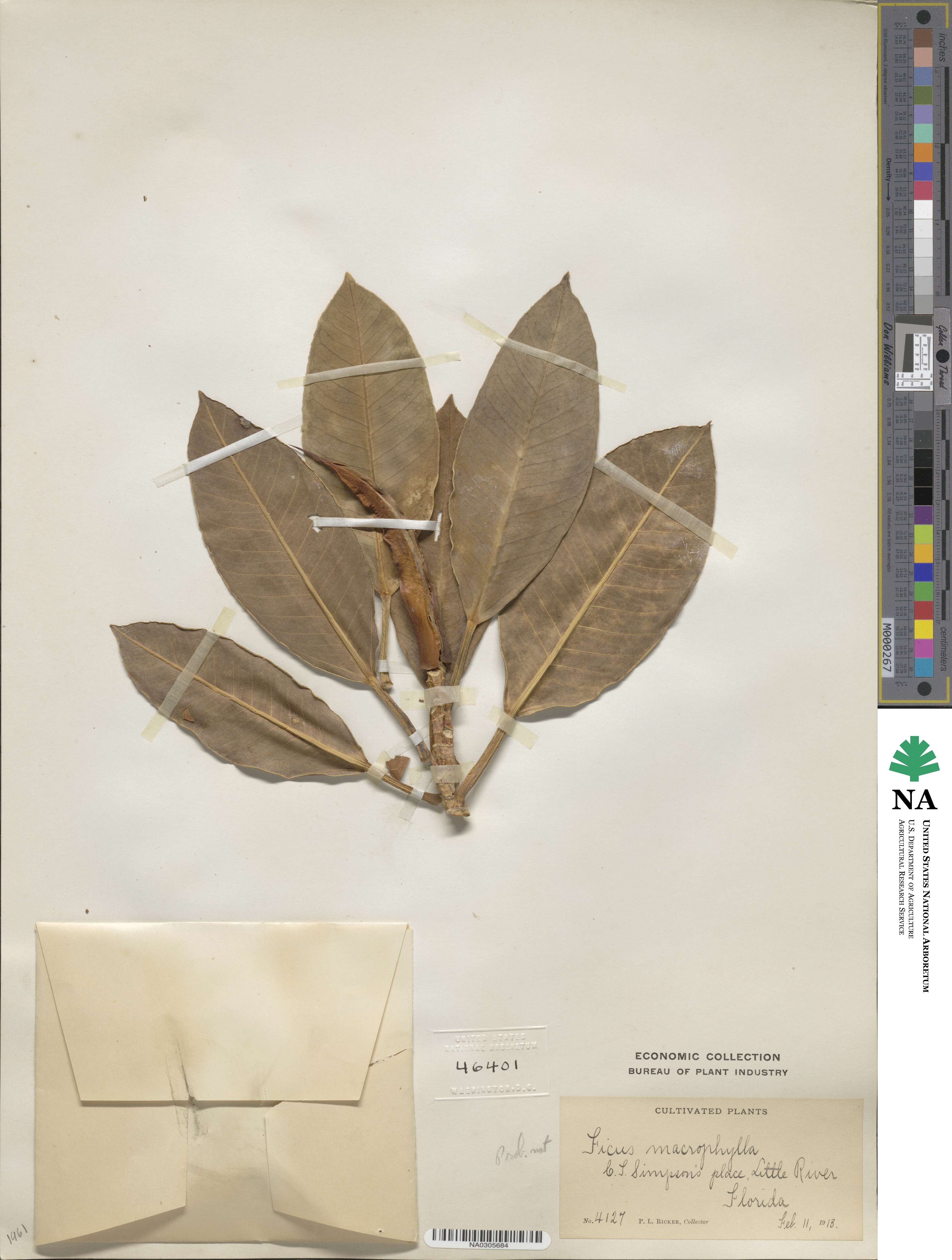 Ficus macrophylla image