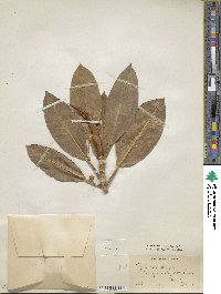 Ficus macrophylla image