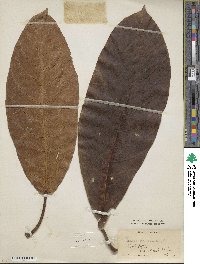 Ficus macrophylla image