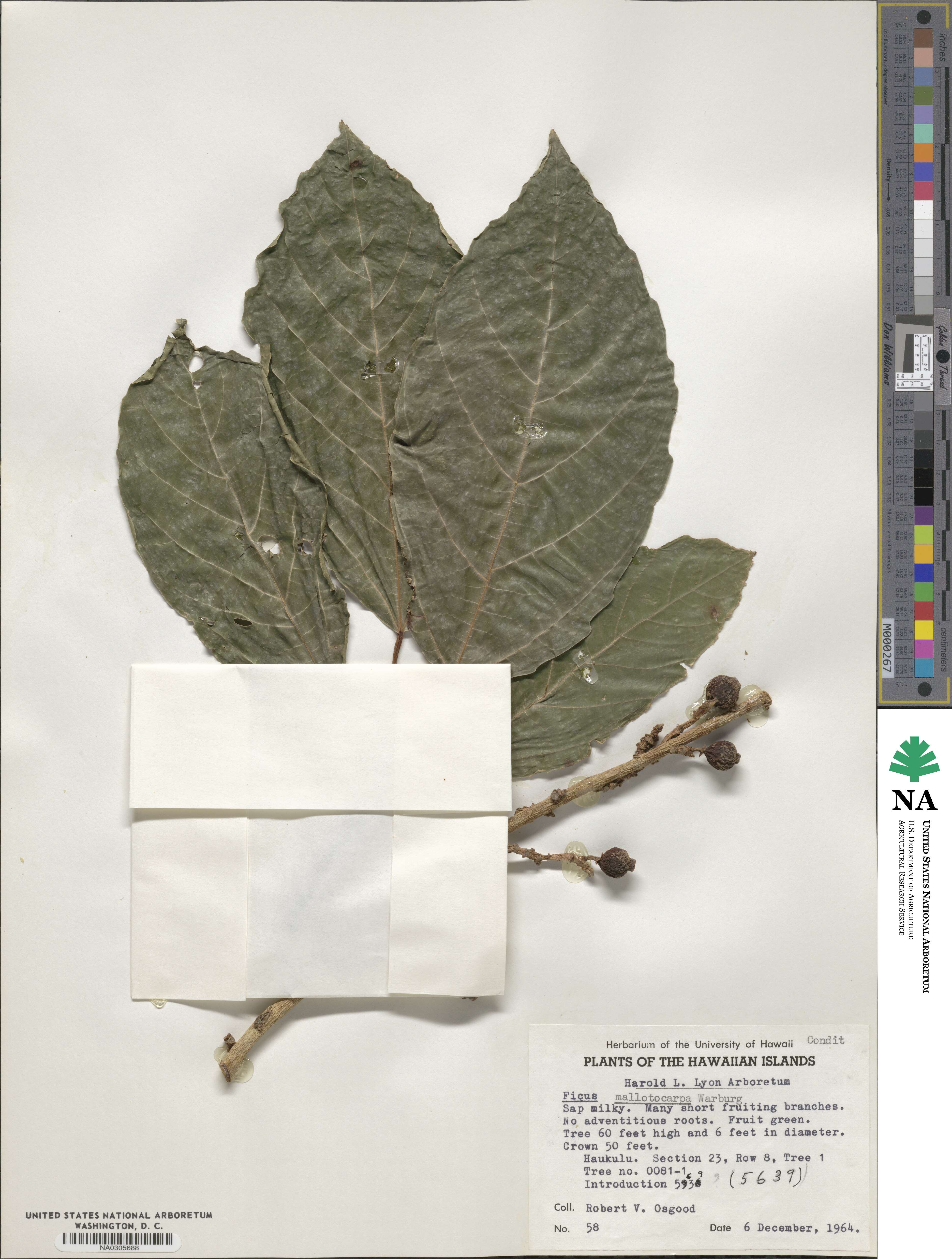 Ficus sur image