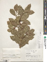 Ficus microcarpa image