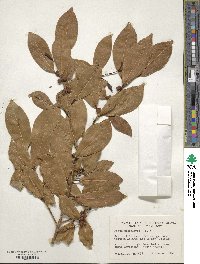 Ficus microcarpa image