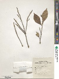 Ficus microcarpa image