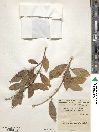 Ficus microcarpa image