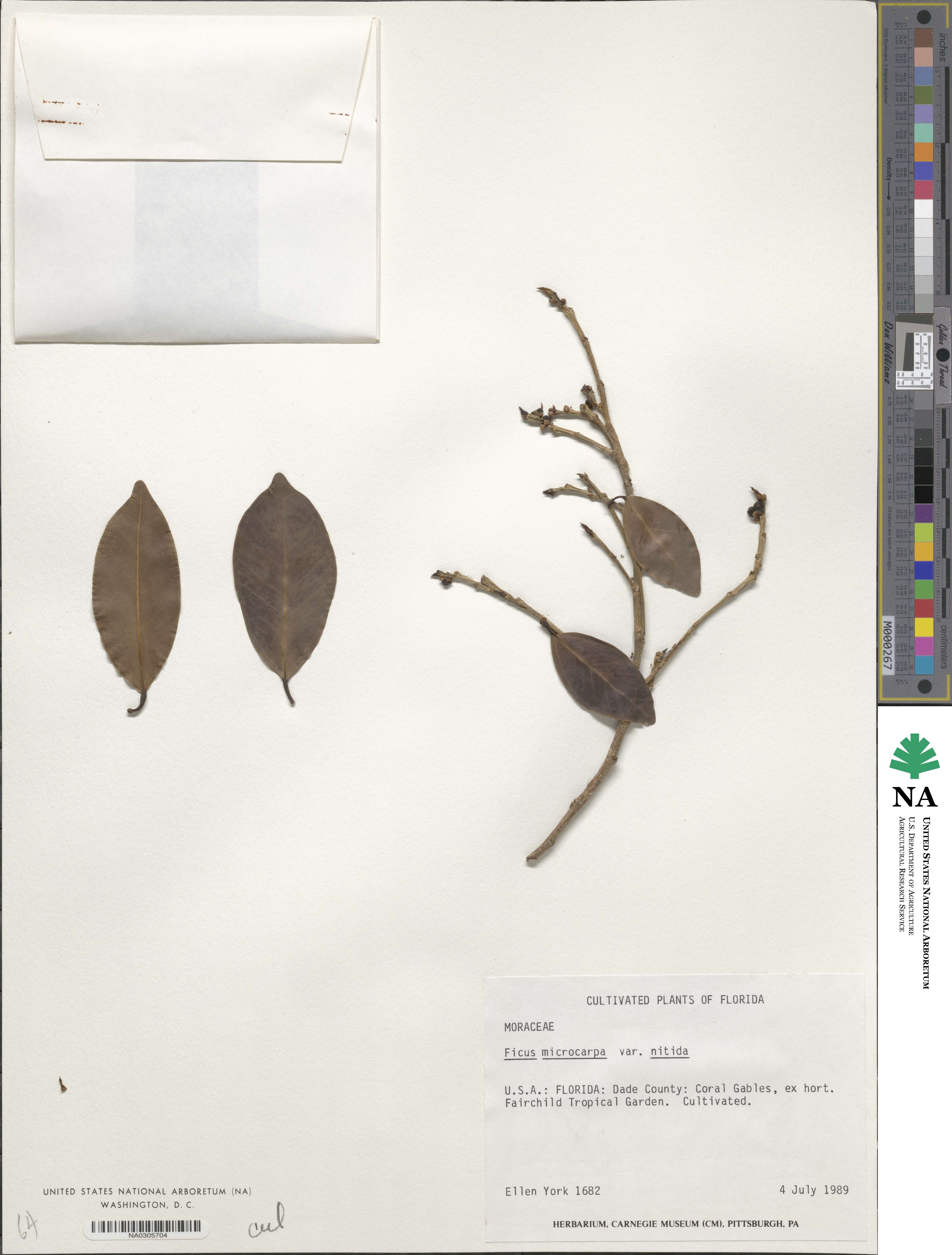 Ficus microcarpa image