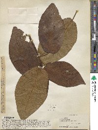 Ficus minahassae image