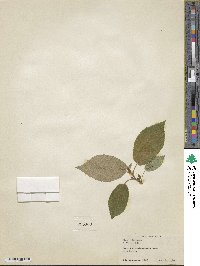 Ficus minahassae image