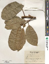 Ficus drupacea image