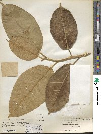 Ficus drupacea image