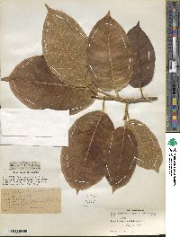 Ficus drupacea image