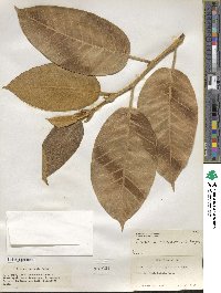 Ficus drupacea image