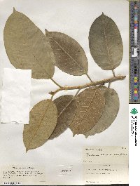 Ficus drupacea image