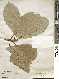 Ficus drupacea image