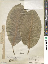 Ficus drupacea image