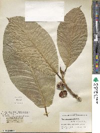 Ficus drupacea image